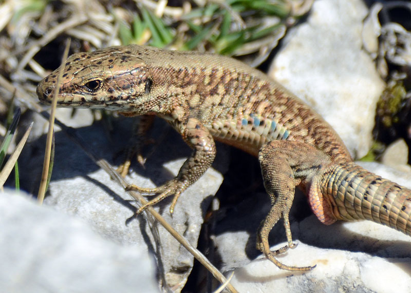 Lucertola muraiola - Podarcis muralis